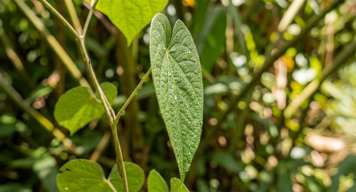 Side view close-up of a kava plant leaf