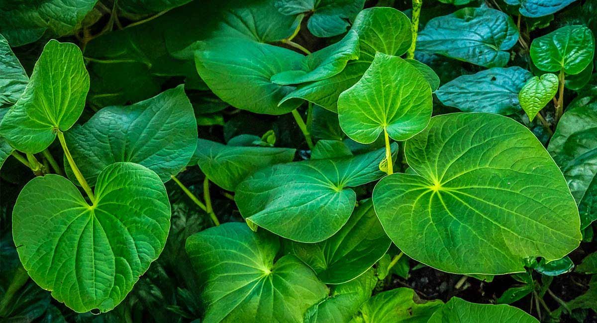 Live kava plant, Piper methysticum