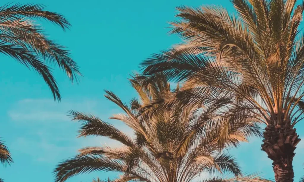 Palm trees against a blue sky