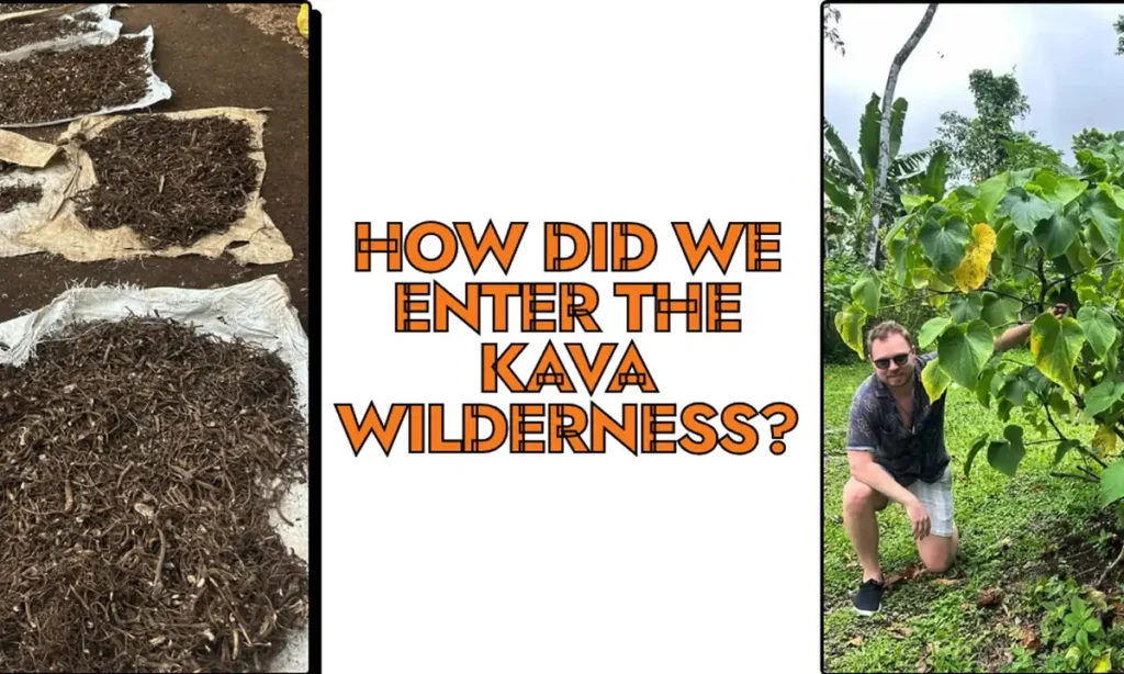 Dried kava roots on sacks and a man kneeling by a kava plant, with the headline How Did We Enter the Kava Wilderness